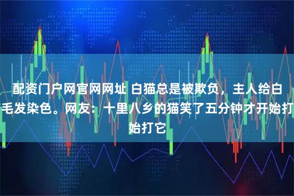 配资门户网官网网址 白猫总是被欺负，主人给白猫毛发染色。网友：十里八乡的猫笑了五分钟才开始打它